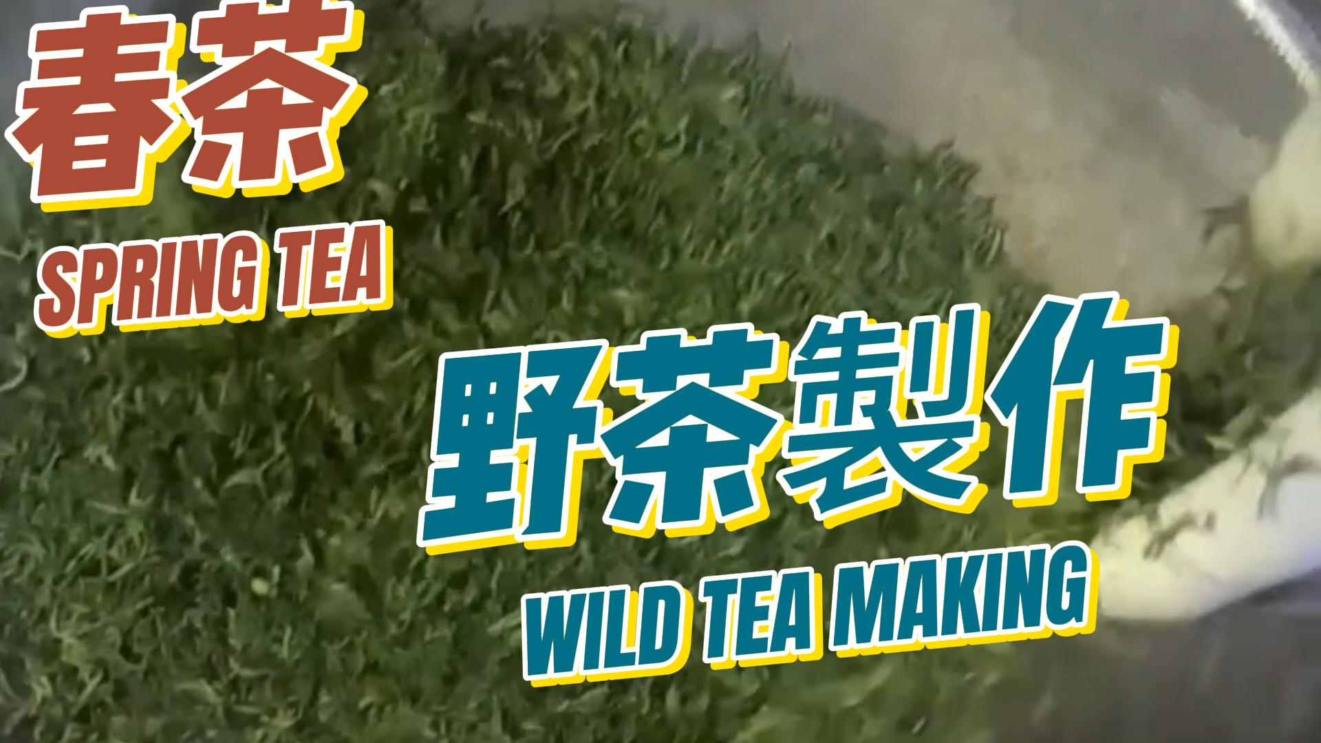 野茶制作，高山云雾出好茶，北纬30度茶黄金地带，春茶的一口鲜，喝春茶，高山野茶，农家传统特色美食，原生态土特产